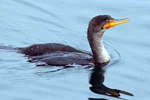 Double-crested Cormorant